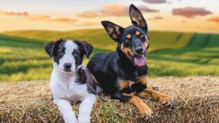 Ricochet gets rights to Aussie puppy training format